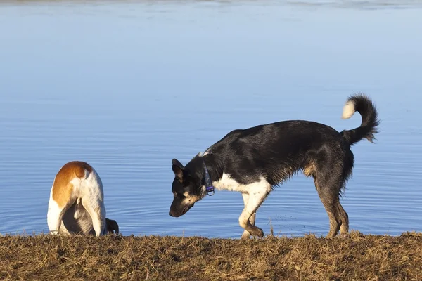 Dos Perros Jóvenes Jugando Junto Orilla Río Día Soleado —  Fotos de Stock