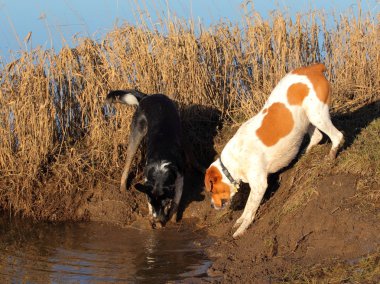 Two dogs playing clipart