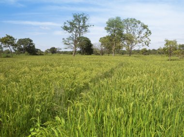 Beautiful sri lankan landscape with exotic trees viewed across paddy fields with ripening rice under a blue sky in the anamaduwa area clipart