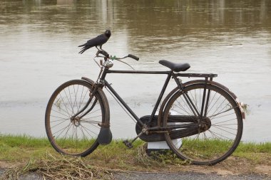 House crow perched on bicycle handle bars with flood water background clipart