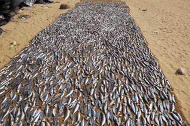 Fish drying on the beach clipart