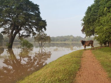 A brown cow standing beneath green trees by a flooded lake at anuradhapura sri lanka clipart