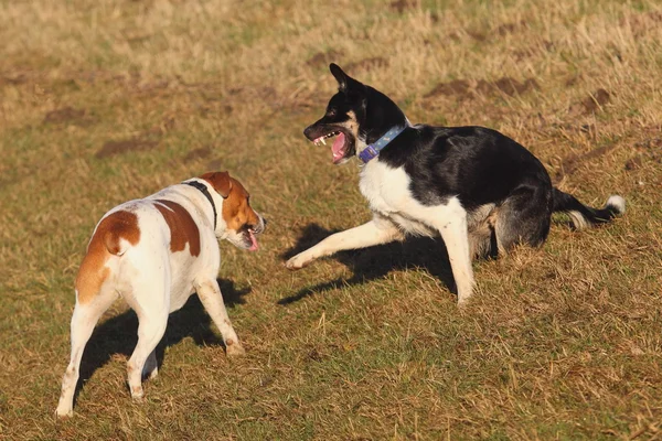 Two Dogs Play Fighting Outdoors — Stock Photo, Image