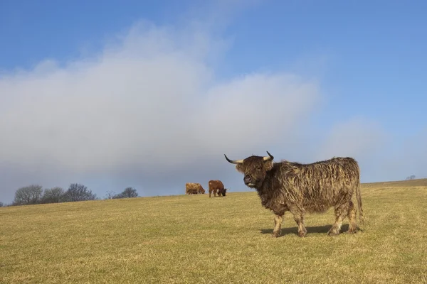 在多云的蓝天下的山坡上放牧的苏格兰高地牛 — 图库照片