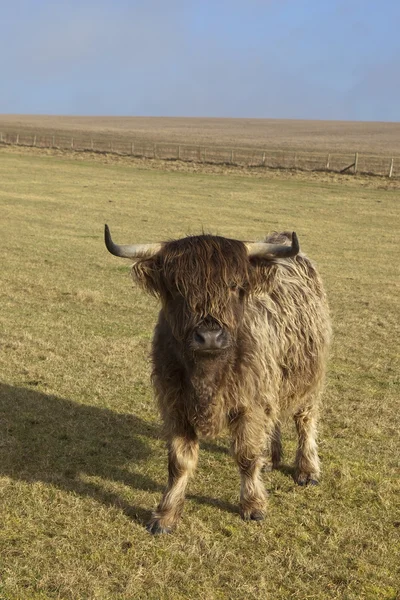 年轻的苏格兰高地牛 — 图库照片