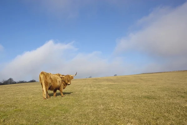 草が茂った丘の中腹に曇りの青い空と美しいハイランド牛 — ストック写真