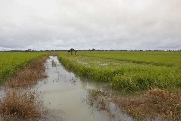 Sri Lanka Pejzaż Rozlewiskami Rośnie Pokrycie Uprawy Ryżu Stojący Pobliżu — Zdjęcie stockowe