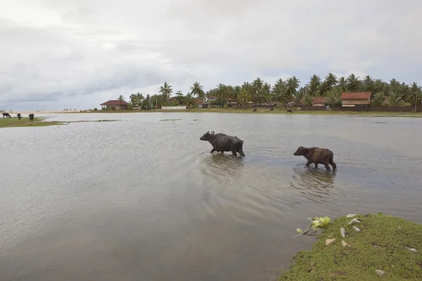 Water buffaloes at arugam bay — Stock Photo, Image