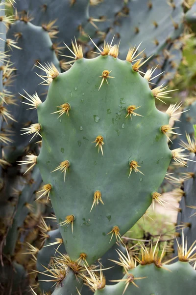 Prickly Cactus Plant Withyellow Spines — Stock Photo, Image