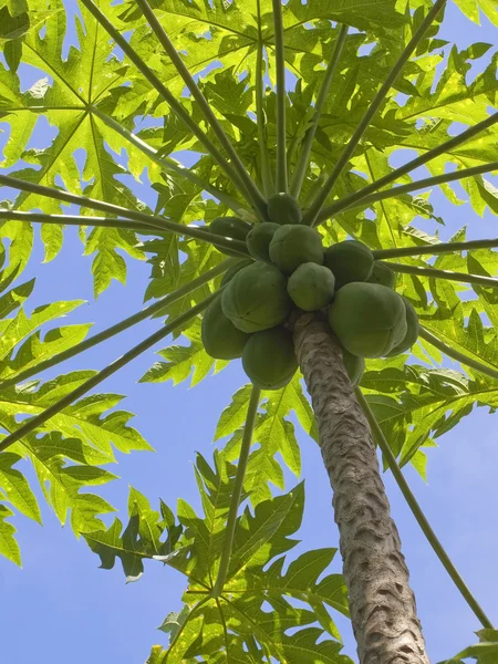 Árbol Papaya Verde Con Fruta Madura Bajo Cielo Azul —  Fotos de Stock
