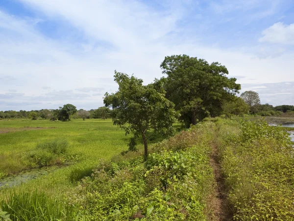 Beautiful sri lankan landscape — Stock Photo, Image