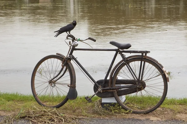 stock image House crow perched on bicycle handle bars with flood water background