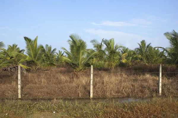 Mladé kokosové plantáže — Stock fotografie