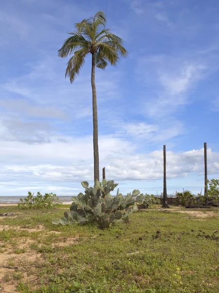 Palm Trees Cacti Growing Beach Arugam Bay Sri Lanka — Stock Photo, Image