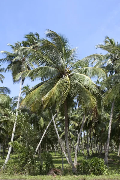 Kokosová plantáž — Stock fotografie