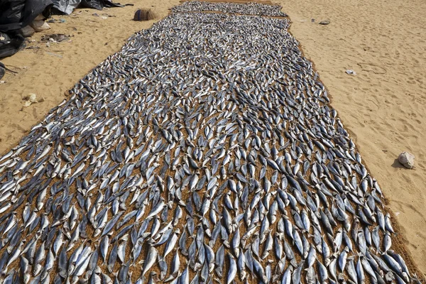 stock image Fish drying on the beach