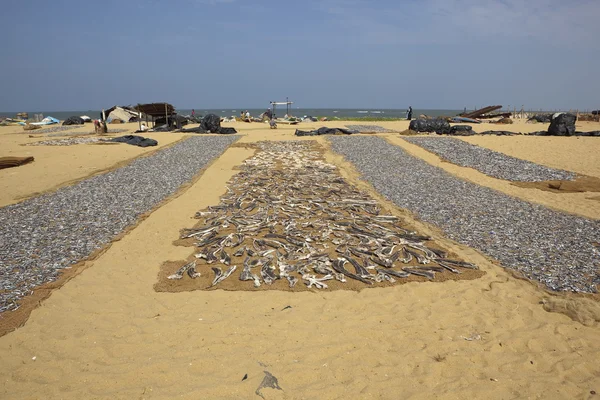 stock image Negombo beach with fish drying on the sand