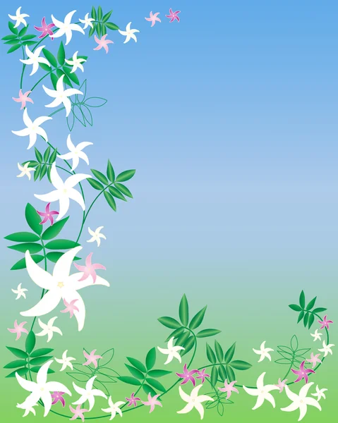 Vector Illustration White Pink Jasmine Flowers Blue — Stock Vector