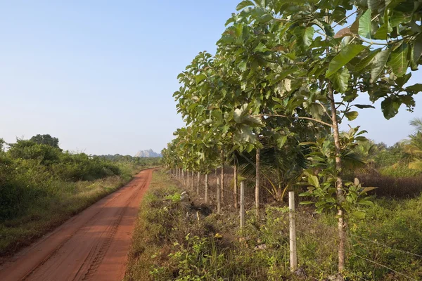 Sri Lanka Paisagem Com Uma Estrada Areia Vermelha Que Vai — Fotografia de Stock