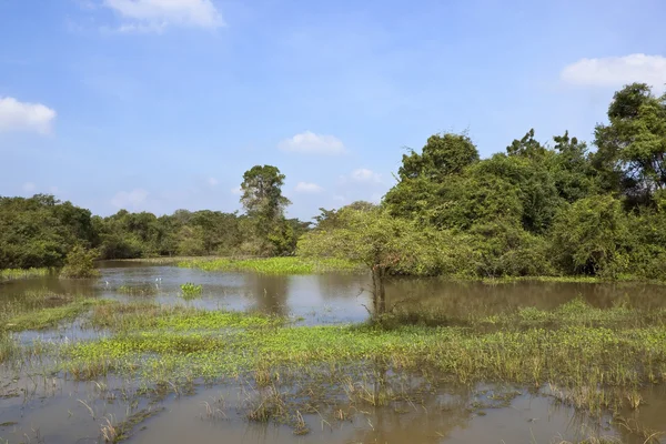 Sri Lanka Landschaft Mit Überfluteten Feldern Unter Blauem Himmel — Stockfoto
