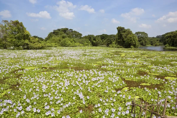 Water hyacinth in sri lanka — Stock Photo, Image