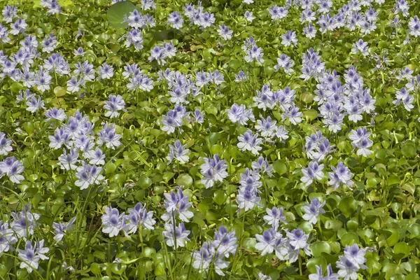 Вода hyacinth в Шрі-Ланці — стокове фото