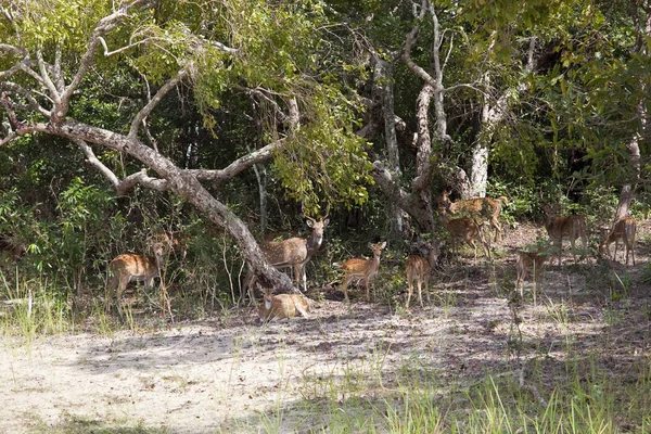 Orlik jelenia w Sri Lanka — Zdjęcie stockowe