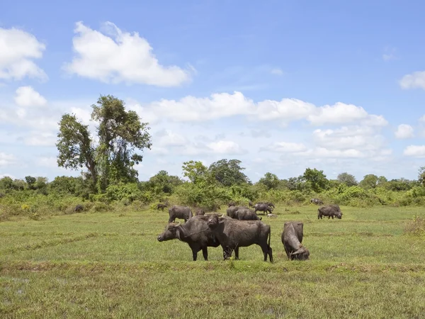 Krásná Krajina Srí Lanky Exotickými Stromy Buffalo Pastviny Pod Modrou — Stock fotografie