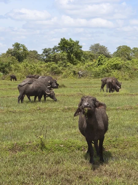 stock image Young water buffalo