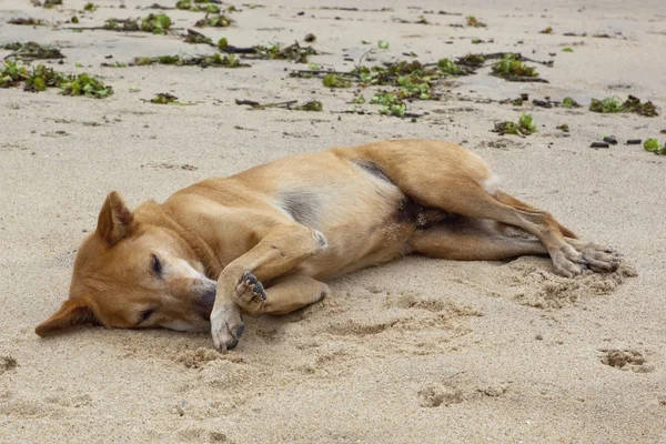 Dog Lying Beach Sri Lanka — Stock Photo, Image