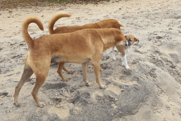 Strand honden — Stockfoto