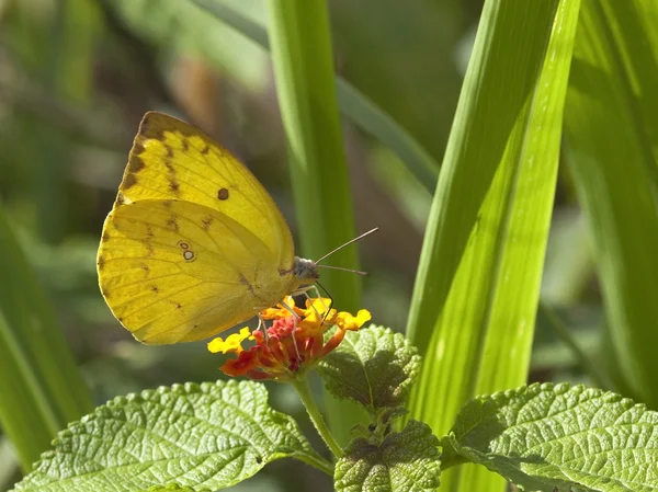 Sri Lankaanse vertroebeld gele vlinder — Stockfoto