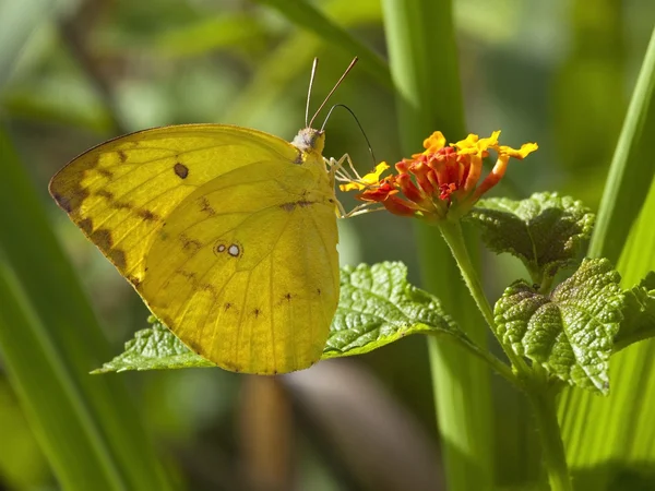Clouded Yellow Butterfly Colias Hyale Colorful Flowers Sri Lanka — Stockfoto