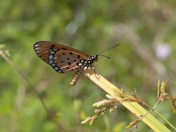 Степовий Костер метелик — стокове фото