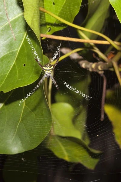 Saint andrews spider — Stock Photo, Image