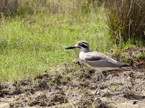 Great thick knee — Stock Photo, Image
