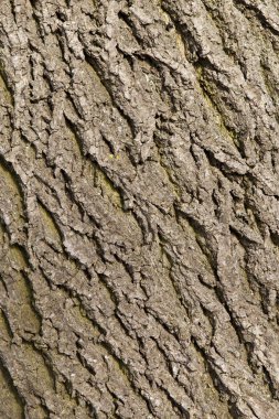 Ash tree bark texture clipart