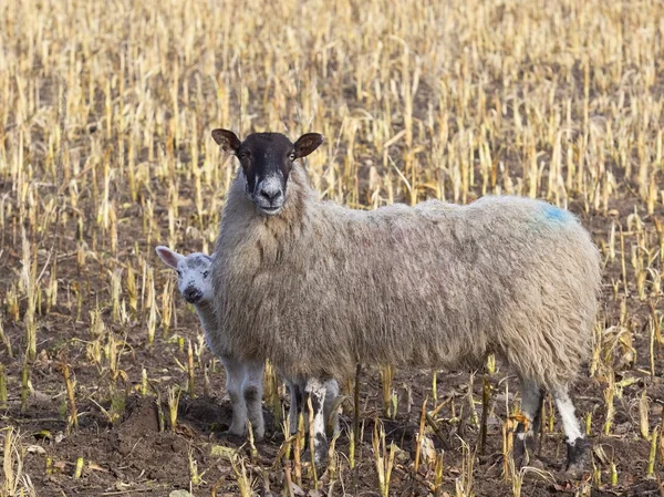 Cordeiro de primavera tímido e ovelha — Fotografia de Stock