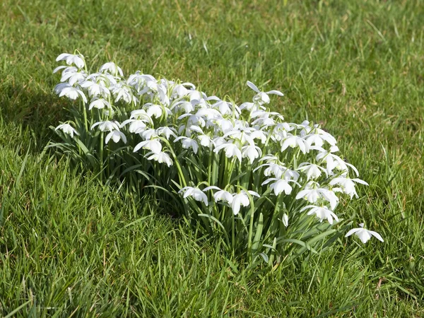 Double flowered snowdrops — Stock Photo, Image