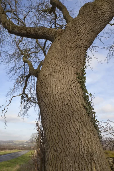 2 月の灰の木 — ストック写真