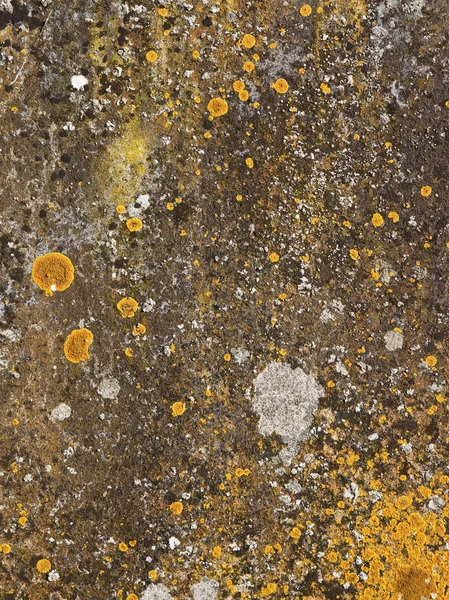 Stone background texture with lichens — Stock Photo, Image