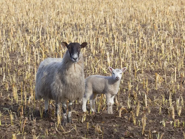 Spring lamb and mother — Stock Photo, Image