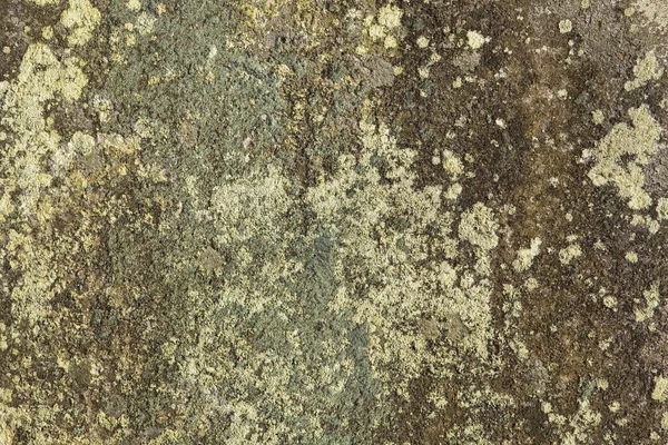 Textura de piedra cubierta de liquen — Foto de Stock