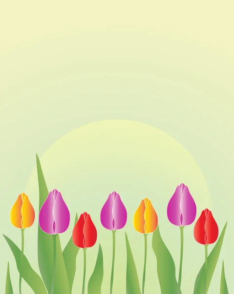 Flores de tulipa na primavera —  Vetores de Stock