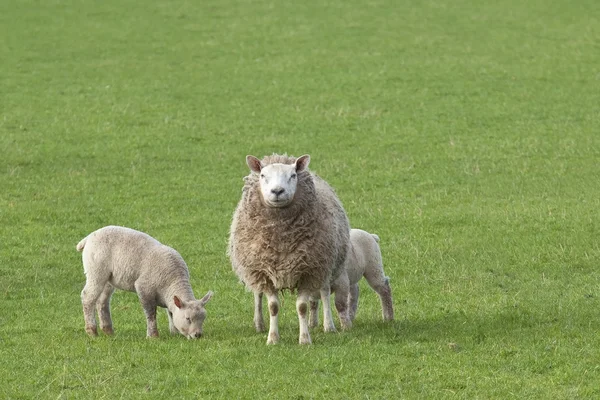 Овца с ягнятами — стоковое фото