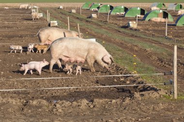 Free range pigs clipart