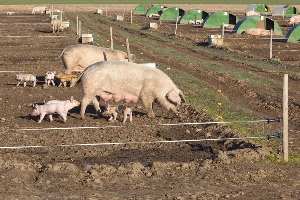Free range pigs — Stock Photo, Image