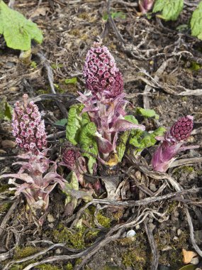 Butterbur flowers clipart