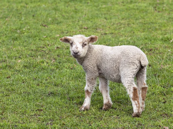 Spring lamb — Stock Photo, Image
