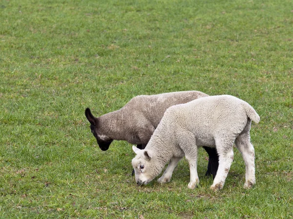 Two spring lambs — Stock Photo, Image